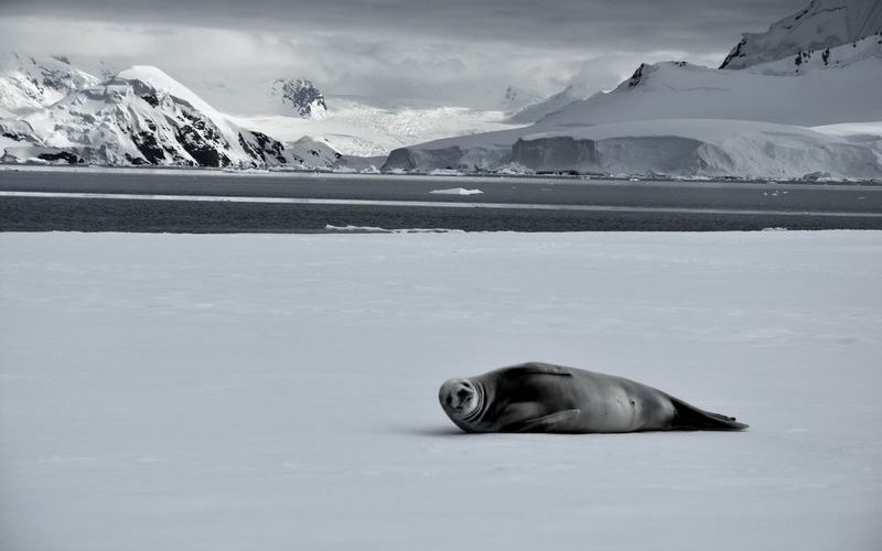 Nirgends auf der Welt ist es kälter als in der Antarktis. Sie fasziniert durch ihre Extreme und gilt als Inbegriff der Unberührtheit. Entdecken Sie mehr.