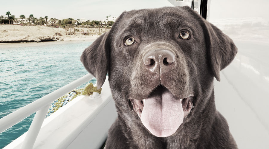Kreuzfahrt Tipps Hund an Bord