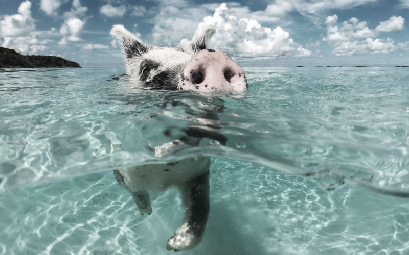 Auf einer Bahamas Schnupperkreuzfahrt bekommen sie so wie hier gelegentlich Wildschweine zu sehen