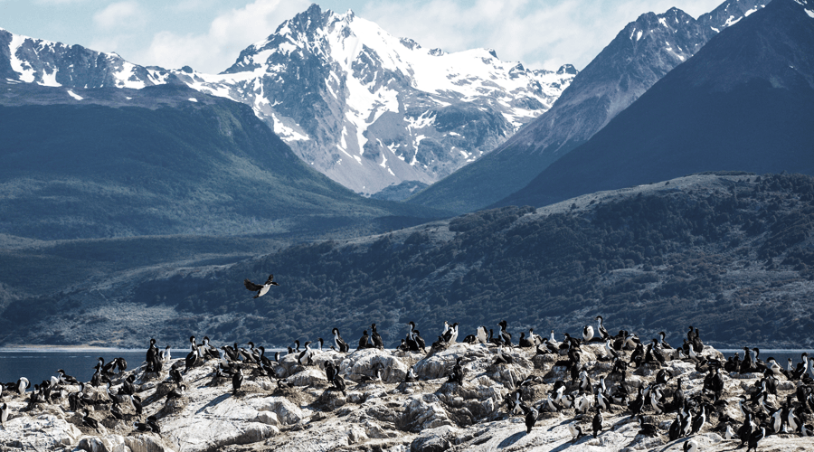 Auf einer Südamerika Kreuzfahrt kommen sie auch an der Pinguininsel Yécapasela vorbei